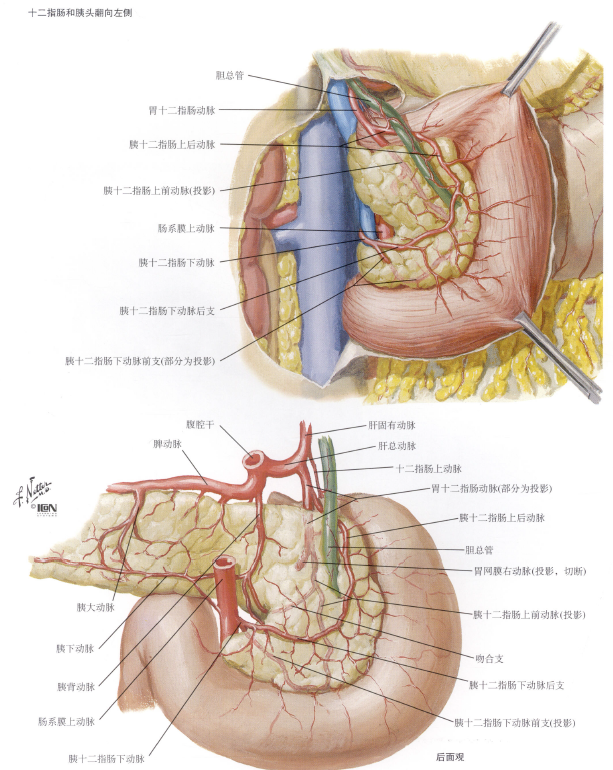 "幕后的消化器官"——胰腺的结构和解剖
